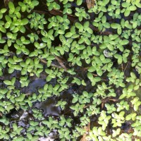 Spirodela punctata (G.Mey.) C.H.Thomps.